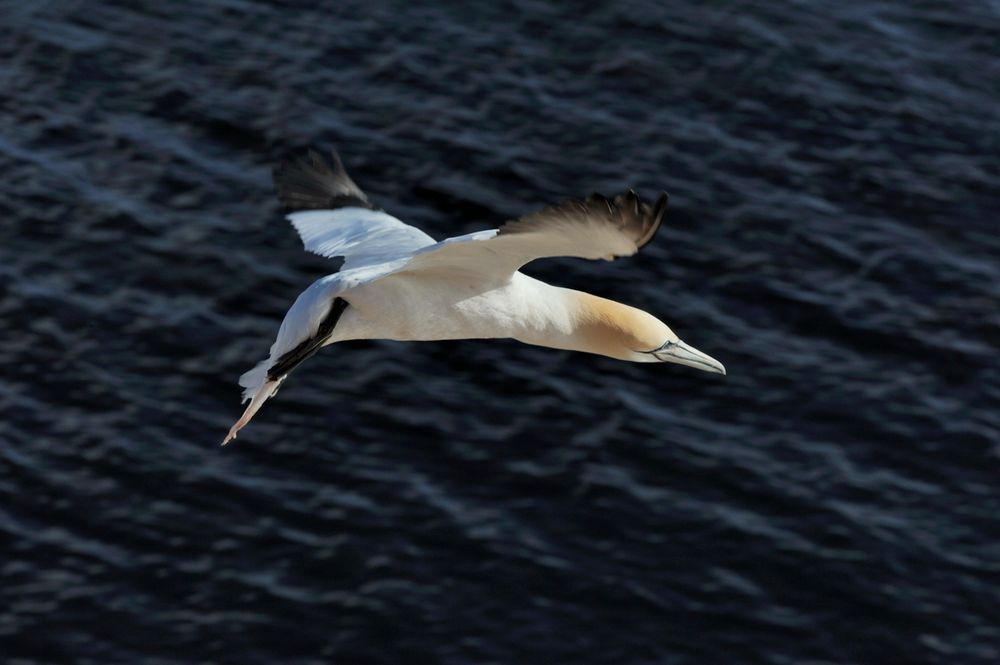 Basstölpel auf Helgoland III