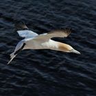 Basstölpel auf Helgoland III