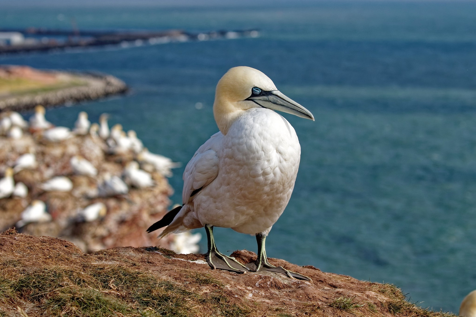 Basstölpel auf Helgoland im Juli 2022... 