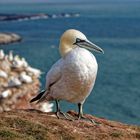 Basstölpel auf Helgoland im Juli 2022... 