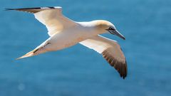 Basstölpel auf Helgoland_1