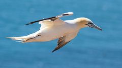 Basstölpel auf Helgoland_2