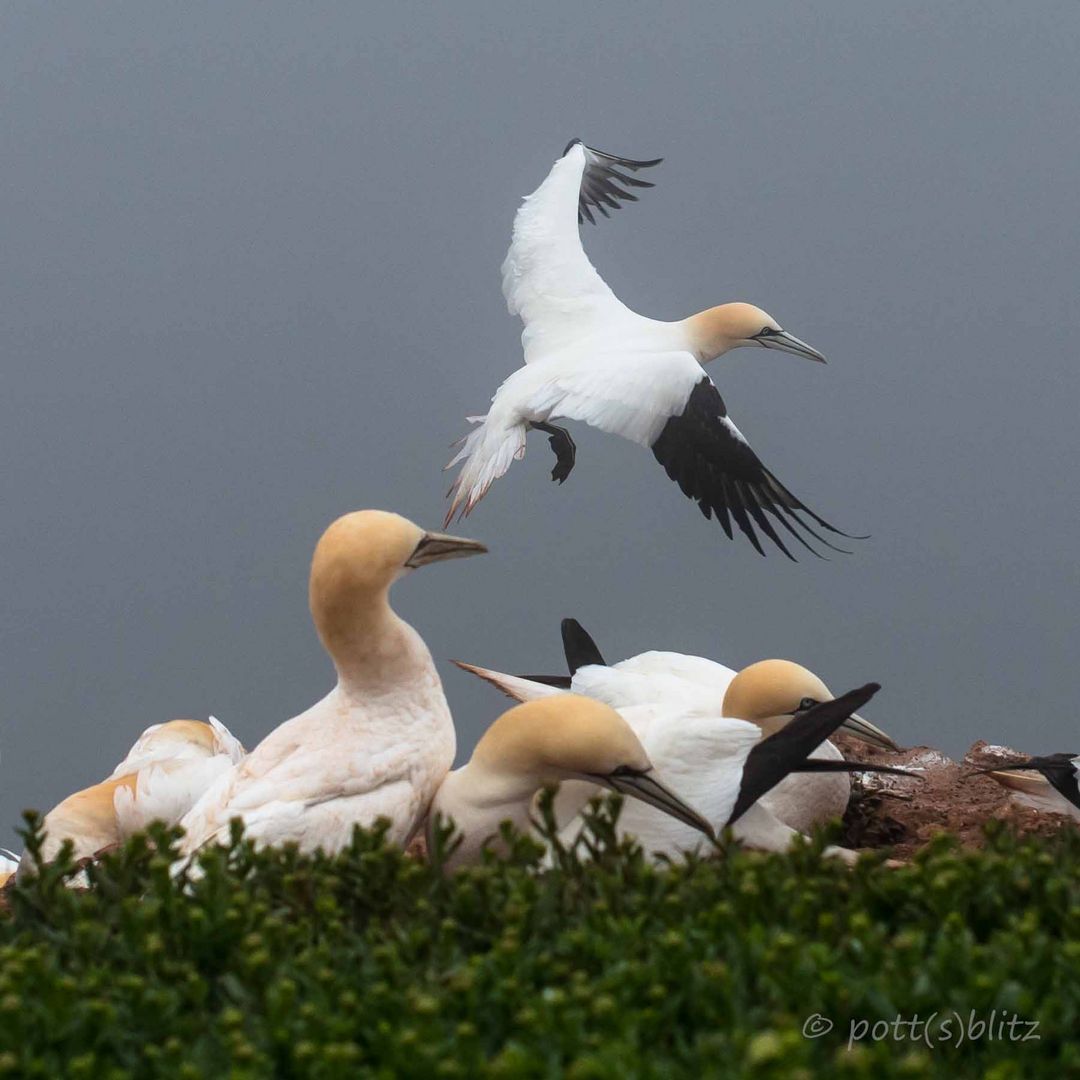 Basstölpel auf Helgoland_3