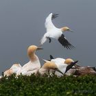 Basstölpel auf Helgoland_3