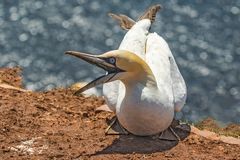 Basstölpel auf Helgoland_4