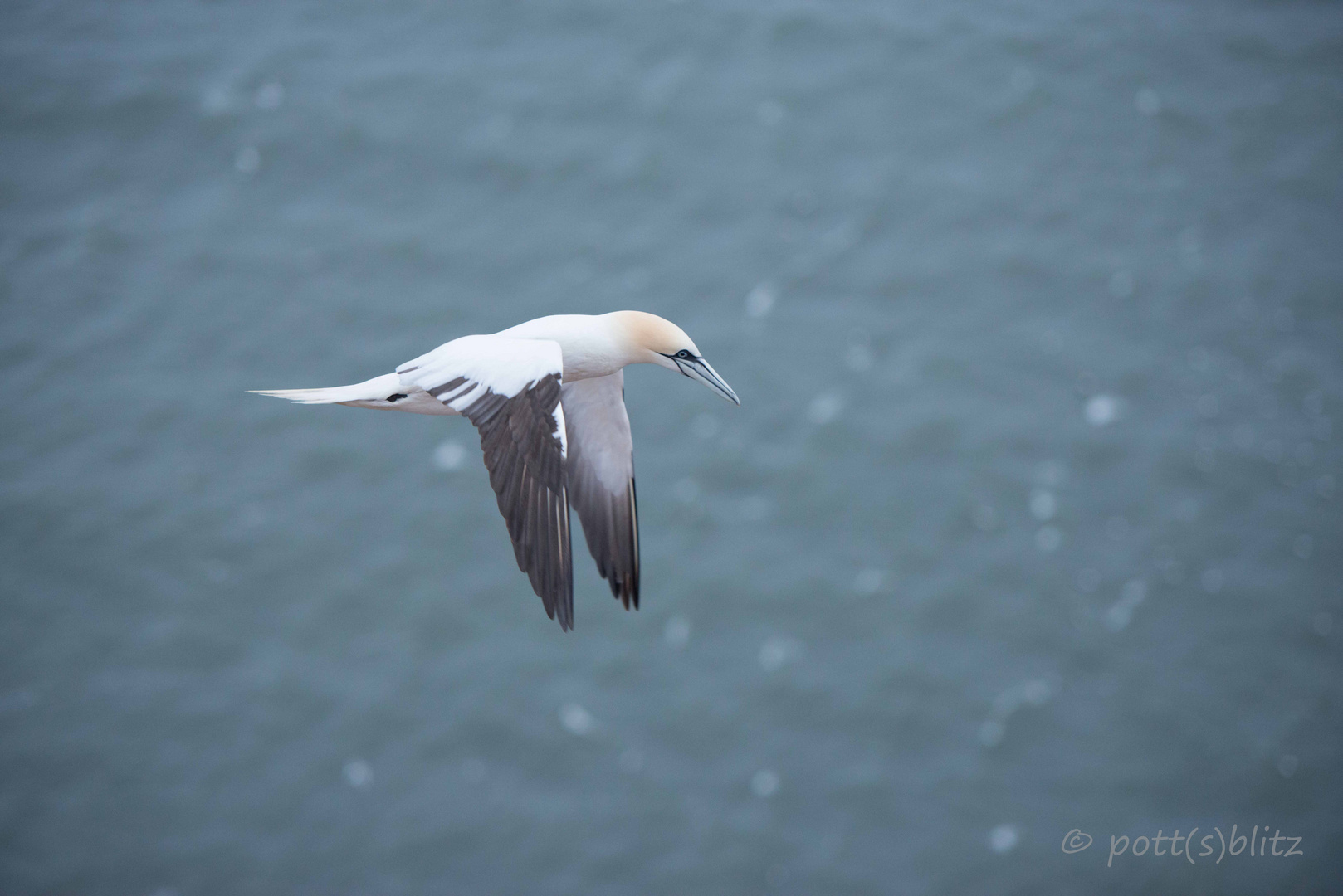 Basstölpel auf Helgoland_4