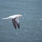 Basstölpel auf Helgoland_4