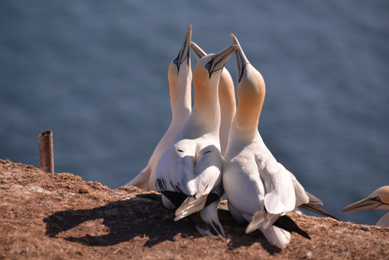 Baßtölpel bei der Balz, Helgoland