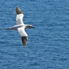 Basstölpel bei Helgoland