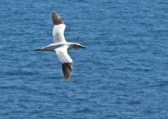 Basstölpel bei Helgoland