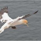 Basstölpel beim Abflug