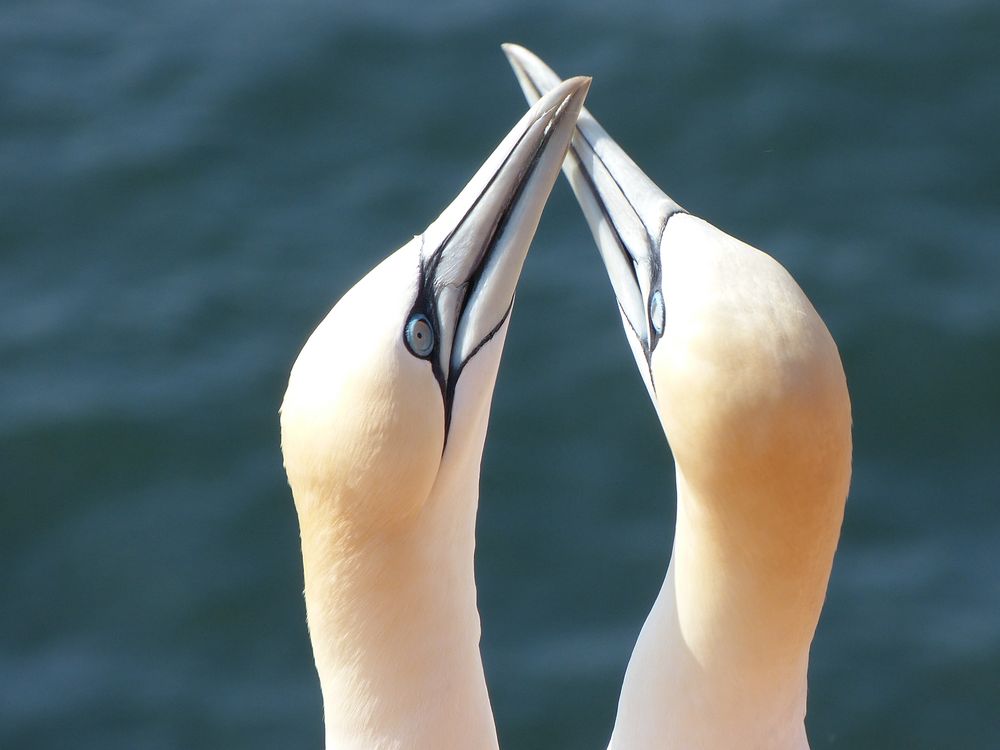 Basstölpel beim Flirten