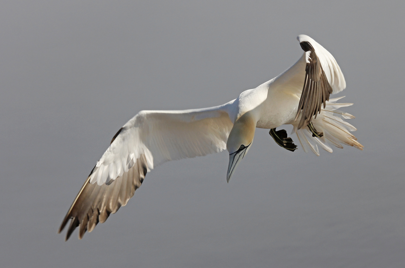 Basstölpel beim Landeanflug