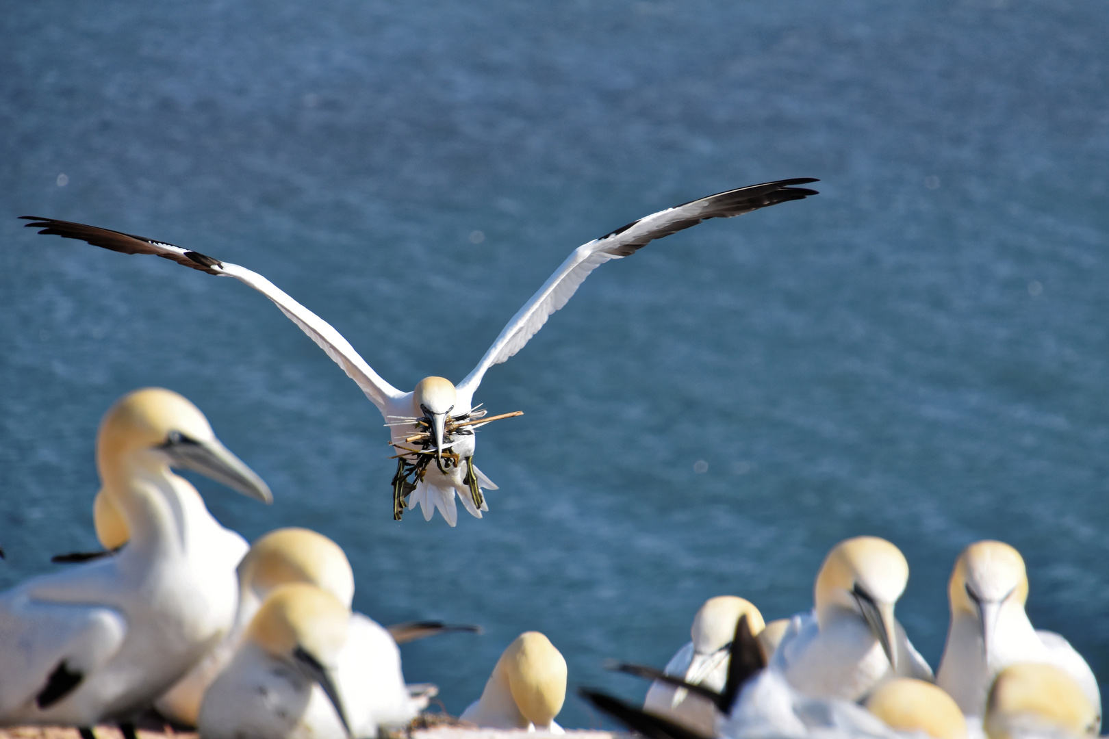 Basstölpel beim Nestbau auf Helgoland