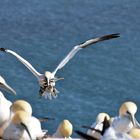 Basstölpel beim Nestbau auf Helgoland