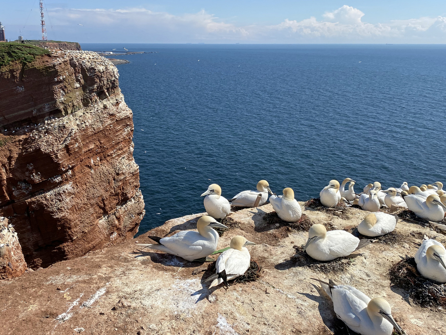 Basstölpel - Brutkolonie auf Helgoland