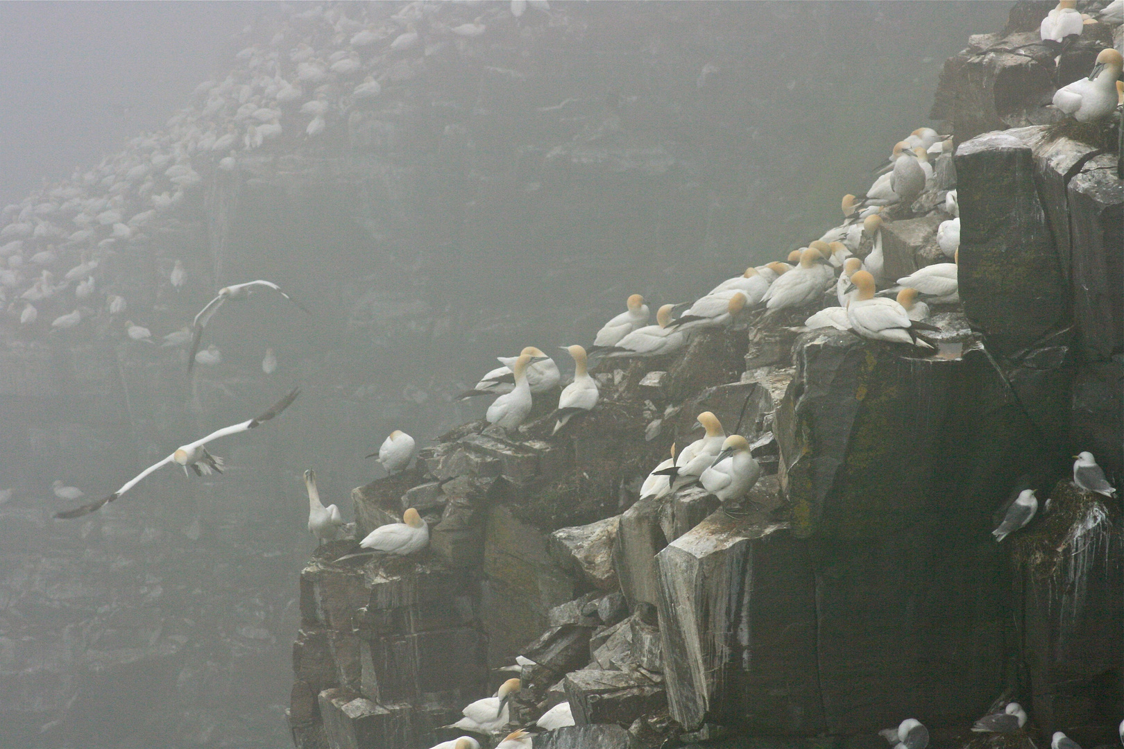 Basstölpel, Cape St. Mary´s Newfoundland