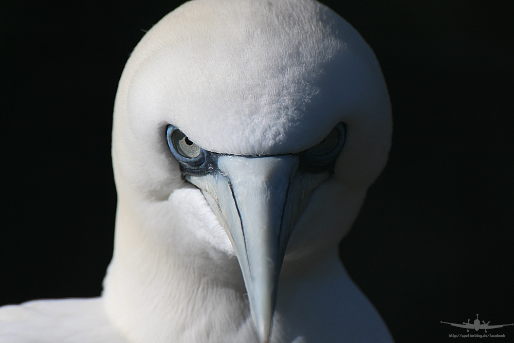 Basstölpel Closeup