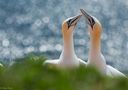 HELGOLAND