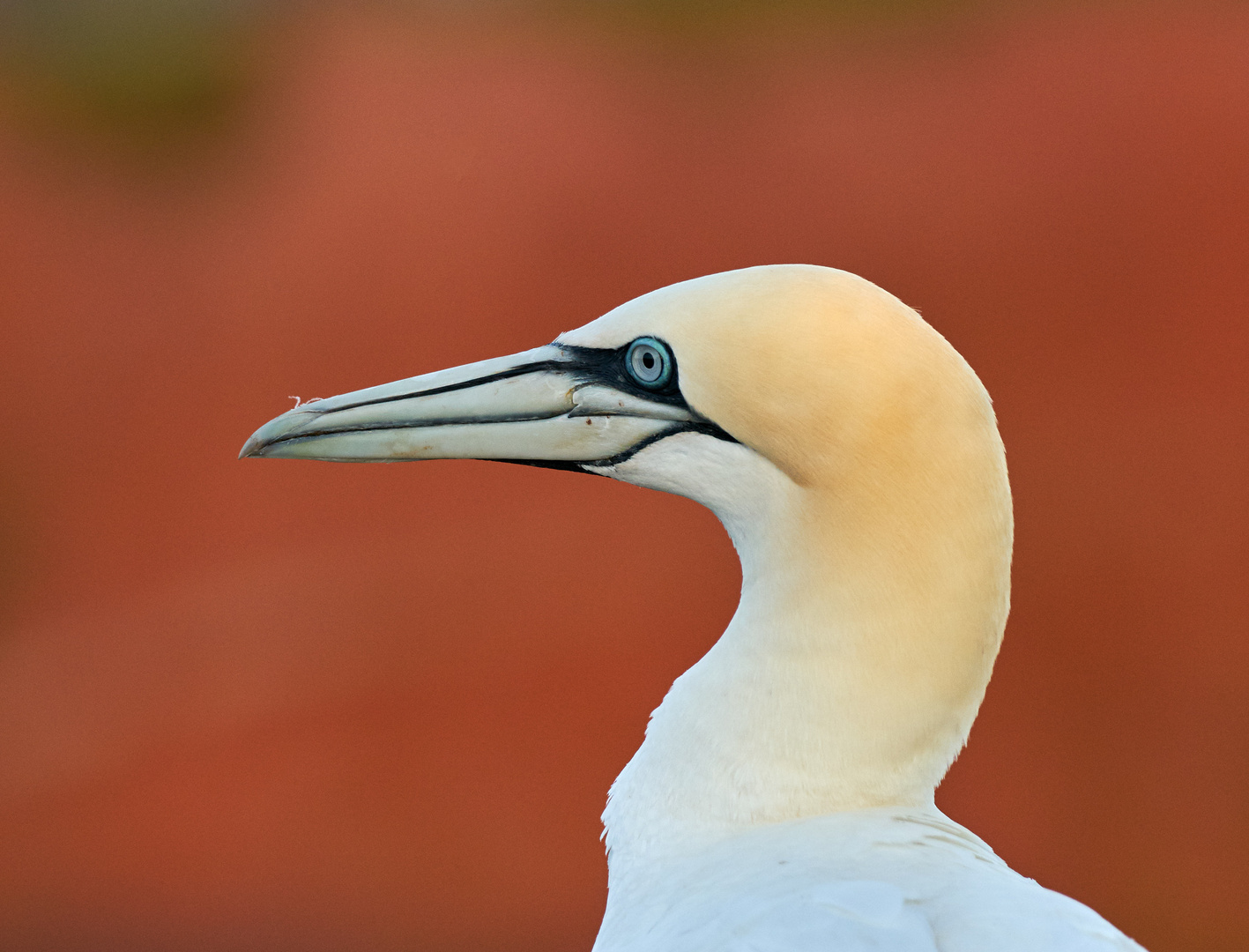 Basstölpel - Die Farben von Helgoland