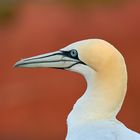 Basstölpel - Die Farben von Helgoland