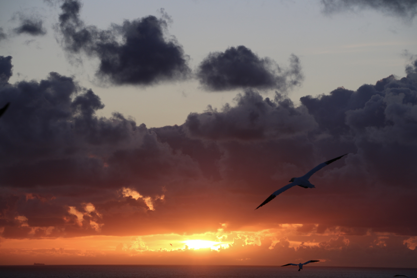 Basstölpel fliegen in den Sonnenuntergang