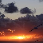 Basstölpel fliegen in den Sonnenuntergang
