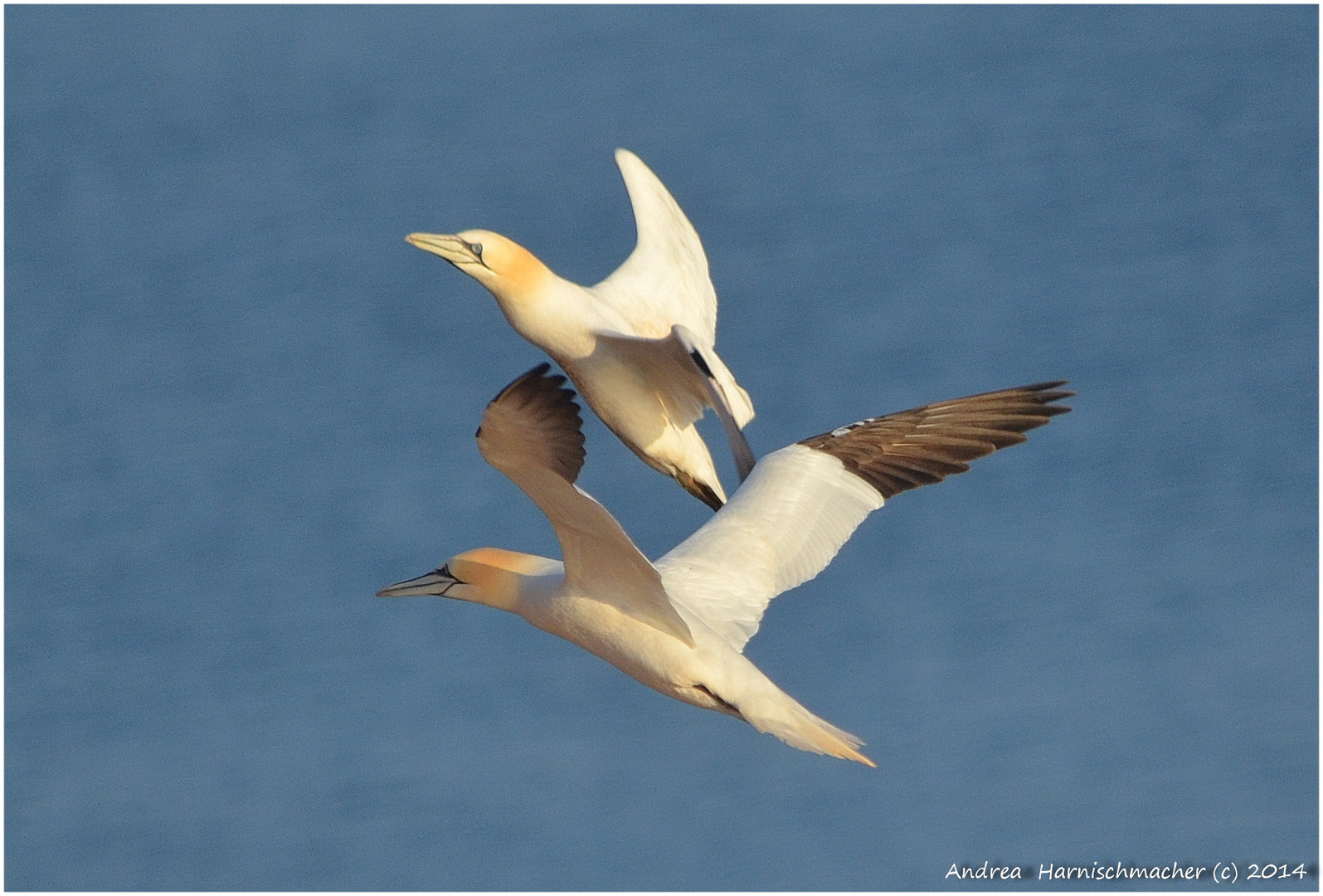 Basstölpel-Flugmanöver auf Helgoland