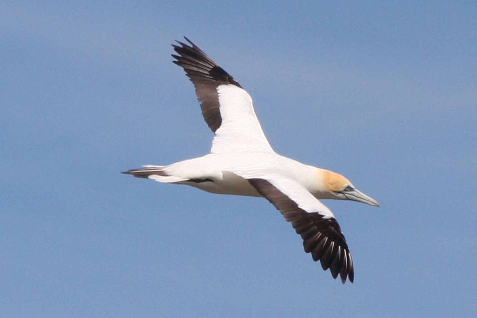 Basstölpel -Gannet- im Flug