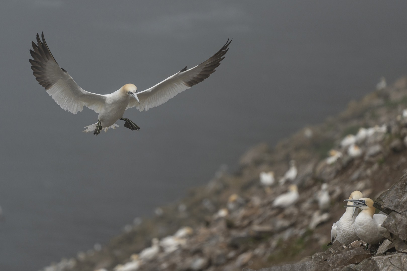 Basstölpel (Gannets)