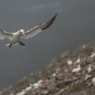 Basstölpel (Gannets)