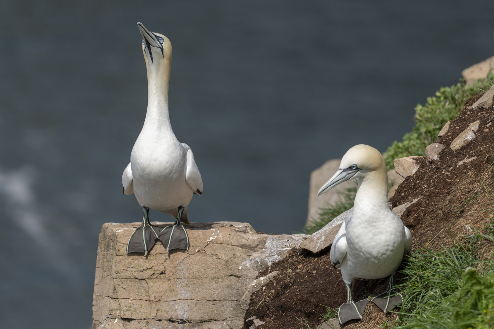 Basstölpel (Gannets)