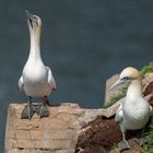 Basstölpel (Gannets)