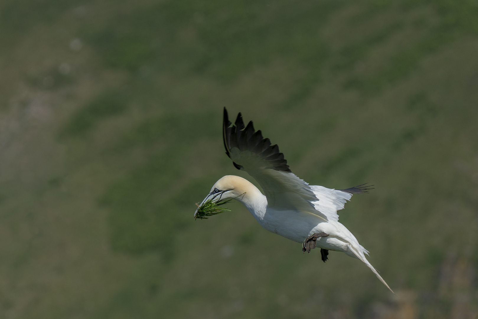 Basstölpel (Gannets)