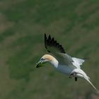 Basstölpel (Gannets)