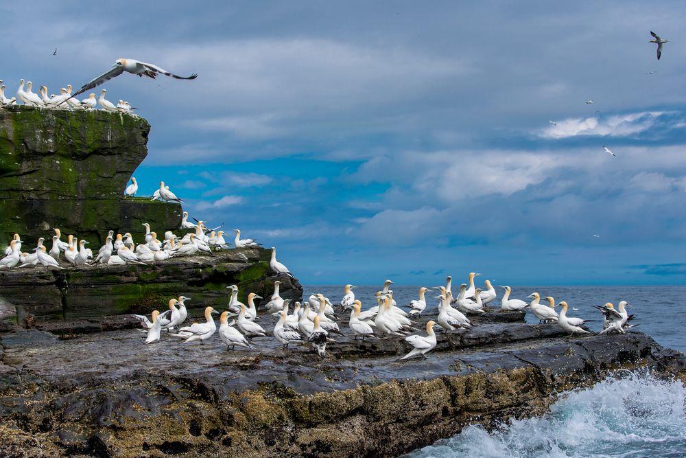 Basstölpel - Gannets - Noss