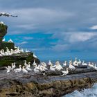 Basstölpel - Gannets - Noss