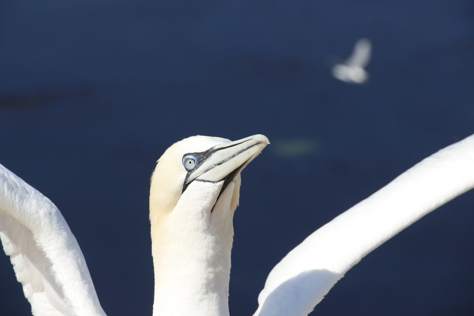 Basstölpel Helgoland