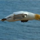 Basstölpel (Helgoland)