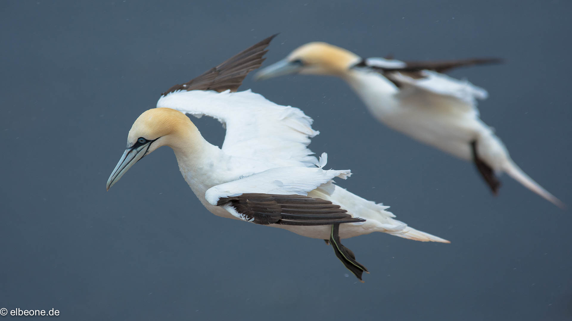 Basstölpel @Helgoland