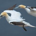 Basstölpel @Helgoland