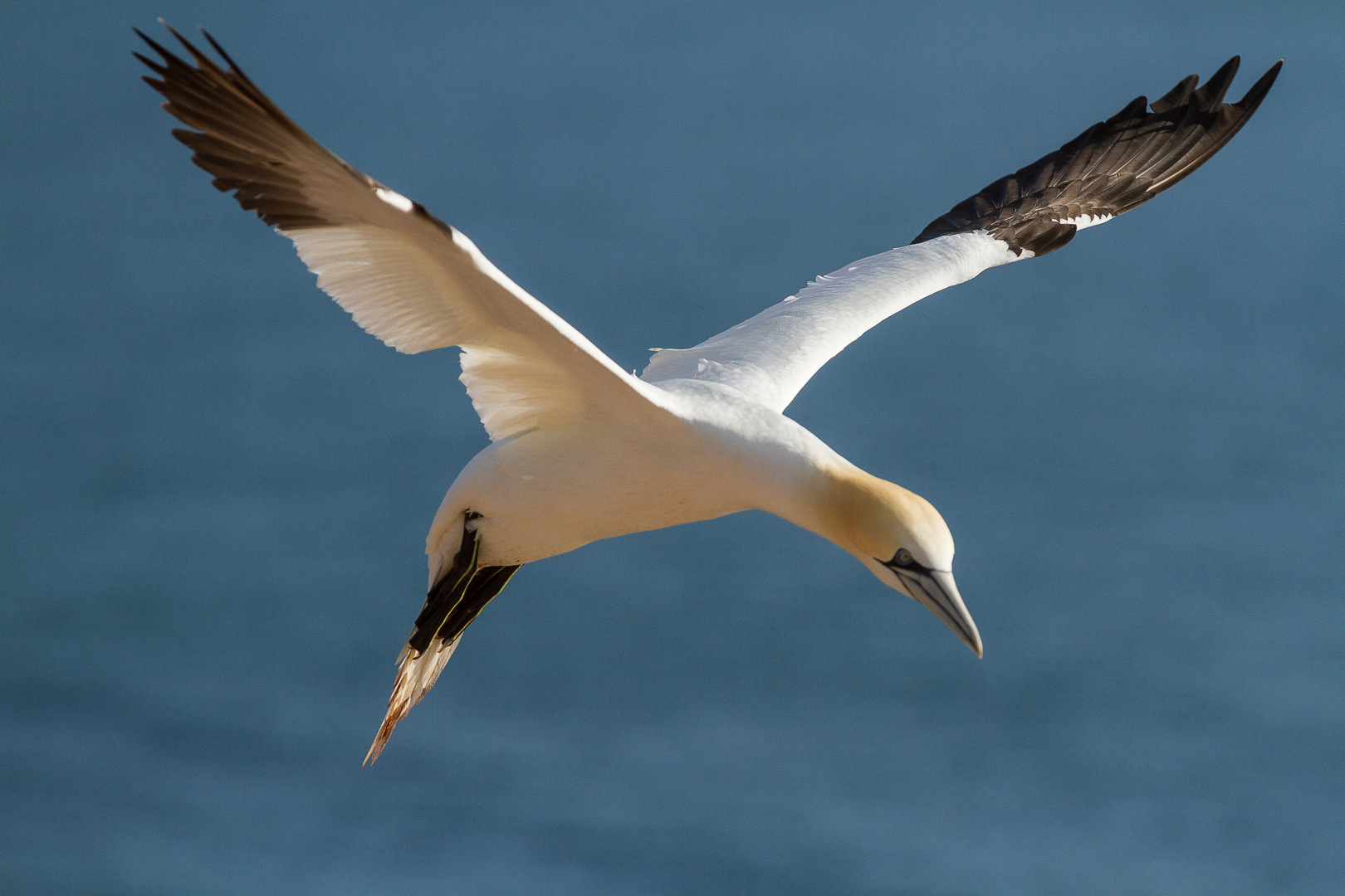 Basstölpel - Helgoland (2)