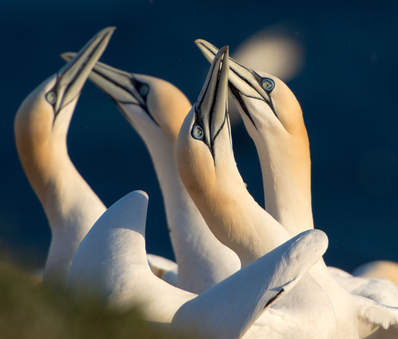 Basstölpel - Helgoland 2014