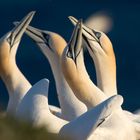 Basstölpel - Helgoland 2014