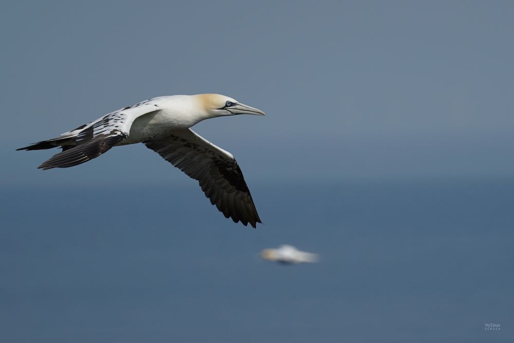 Basstölpel - Helgoland