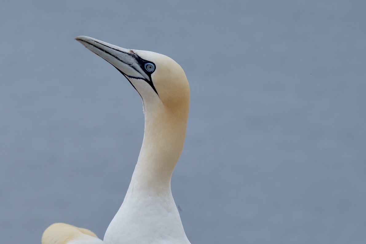 Basstölpel Helgoland