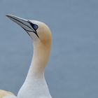 Basstölpel Helgoland