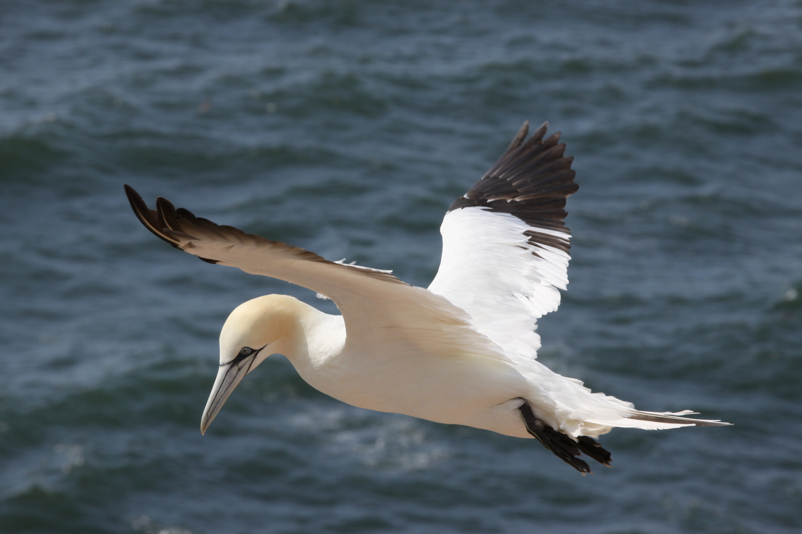 Basstölpel Helgoland