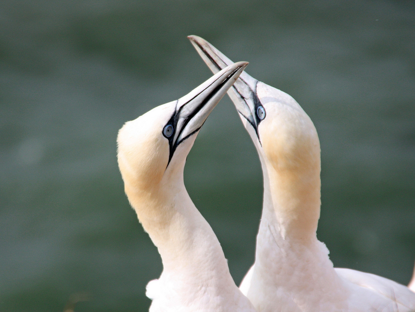 Basstölpel, Helgoland 