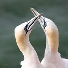 Basstölpel, Helgoland 